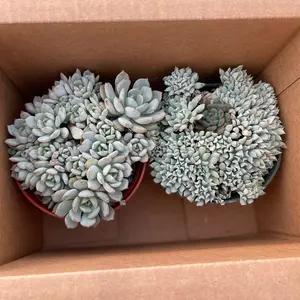 6” crested rosettes echeveria 2 pack bundle bedroom Sculpture