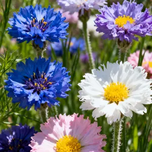 200 Cornflower Seeds – Bright Blue Blooms for Garden Beds, Meadows & Landscape Edging (Seeds Only)