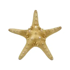 Starfish - Large Knobby Starfish - 7 to 8 Inches