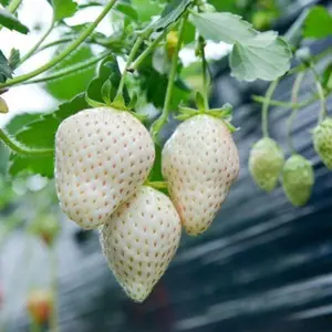 200pcs Rare Milk Strawberry Seeds - Non-GMO, Perennial Herb, Ideal for Cool to Warm Climates (White Strawberry)