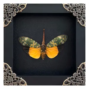 Framed Lanternfly Dried Bug Shadow Box, Insect Display, Handmade Entomology Decor, Unique Gothic Home Decoration, Gift for Collectors Nature Lovers