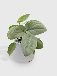 Scindapsus Pictus 'SOOO™ Silver'