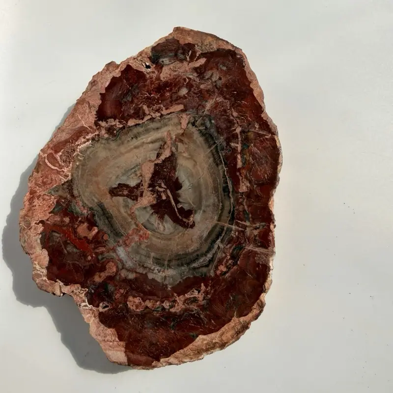 Petrified wood slab