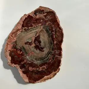 Petrified wood slab