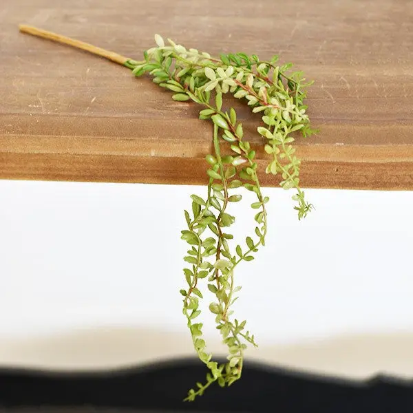 Mini Hanging Succulent Mini Hanging Succulent
