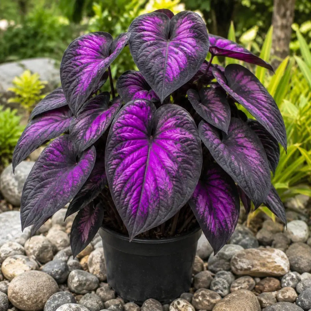 (2 Pack) 800+ Black and Neon Purple Flower Seeds, Rare Shade Perennials, Easy-Grow Foliage for Dramatic Garden Borders and Pots