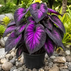 (2 Pack) 800+ Black and Neon Purple Flower Seeds, Rare Shade Perennials, Easy-Grow Foliage for Dramatic Garden Borders and Pots