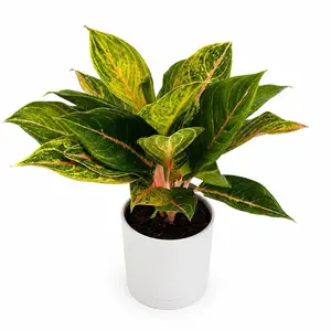 Aglaonema Golden papaya 6" Pot Chinese Evergreen Variegated Green & White Leaves Easy Care Beginner Friendly Houseplant United States Origin