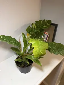 RZ-30 Philodendron Ring of Fire Live Plant – 6 Inch Pot Rare Variegated Philodendron Indoor Houseplant | Multi-Color Foliage Climbing Plant for Home & Office | Beginner Friendly Indoor Gardening Plant collector garden