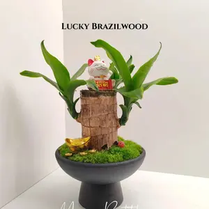 Hydroponic Brazilian Lucky Wood Plants - Easy to Grow, Low Maintenance Indoor Plants for Home Office Decor, Air Purifying Houseplants, Perfect Gift Idea for Plant Lovers, Thrives in Low Light & Any Environment