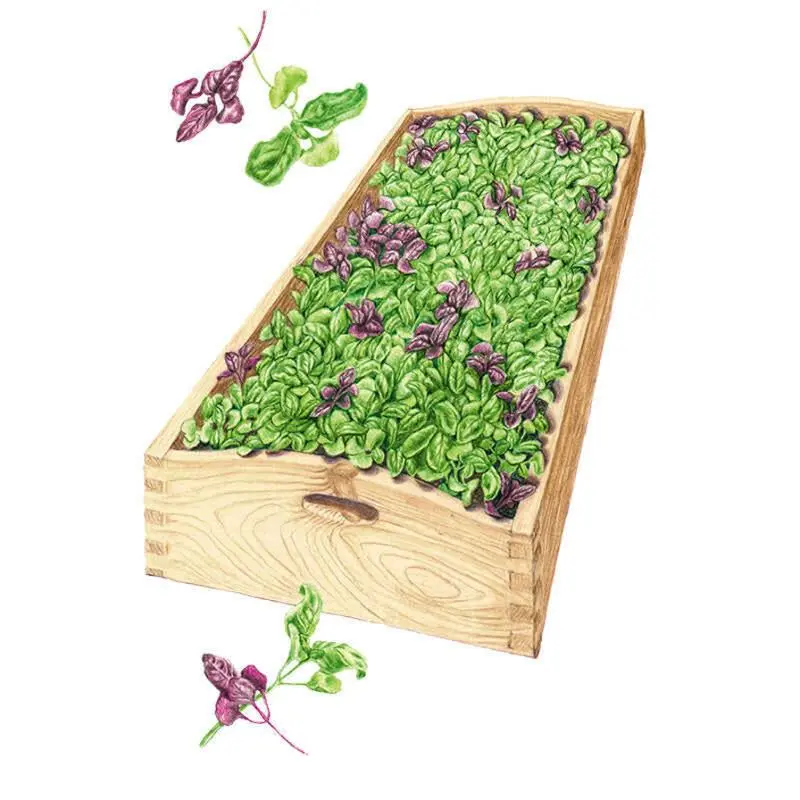Ciao Bella Organic Basil Blend Microgreens Seeds, Garden Plant Vegetable Seeds for Home Gardening Supplies