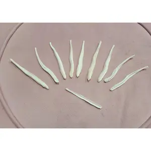 coyote baculum bone bacula coyote bones unique gifts oddity gift oddities and Curiosities taxidermy gift preserved whitened bones gifts for