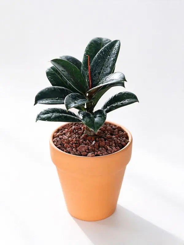 Ficus Elastica Rubber Tree Live Plant - 1 or 2 Pots of Indoor Air-Purifying Trees for Beginners, 20-25cm Each, for Home & Office Bright Indirect Light Garden Supplies