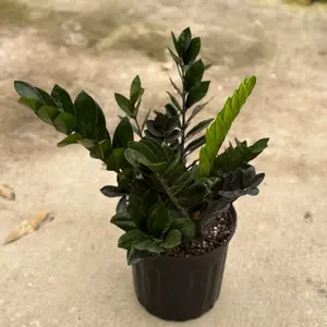 Black Queen ZZ in a 8” Pot Live Houseplants