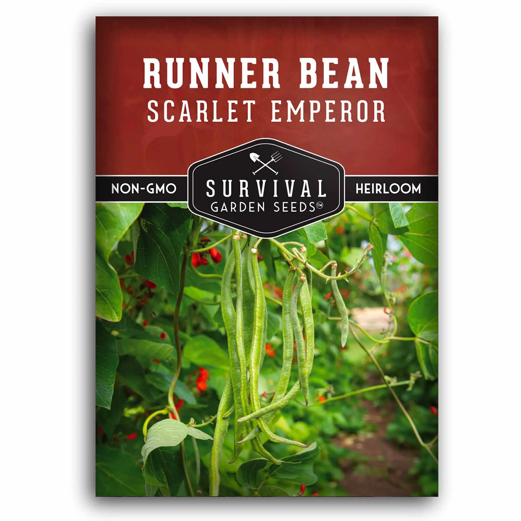 Scarlet Emperor Runner Bean Seeds -  Red Multiflora Beans
