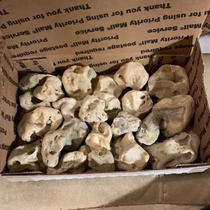 Crowley Ridge Agates 2.5 pounds of Louisiana State Agates rough found by me Cajun Rockhound stones