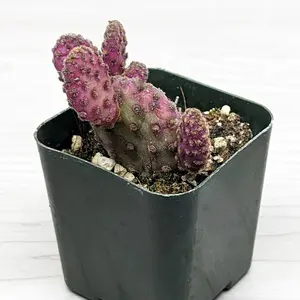 Cactus Plant - Optunia Rufida Monstrosa : Mini Cinnamon - Live Plants In 2" Pot
