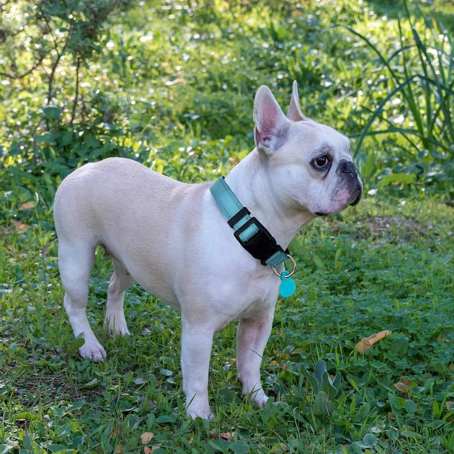 Reflective Dog Collar Padded with Soft Neoprene Breathable Adjustable Nylon Dog Collars for Small Medium Large Dogs (Medium (Pack of 1), Blue Collar+Leash) Reflective Dog Collar Padded with Soft Neoprene Breathable Adjustable Nylon Dog Collars for Small Medium Large Dogs (Medium (Pack of 1), Blue Collar+Leash)