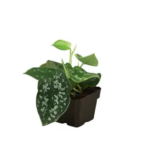 House Plant Dropship 3-POTHOS-SATIN 3 in. Pothos Satin Houseplant, Green