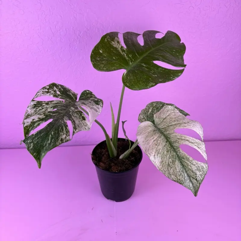 RARE Monstera White Monster 6” | Medium Variegated Monstera | Collector Plant