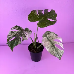 RARE Monstera White Monster 6” | Medium Variegated Monstera | Collector Plant