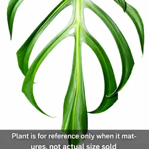 Monstera Burle Marx Flame Tissue Culture (TC) Plantlet – Rare