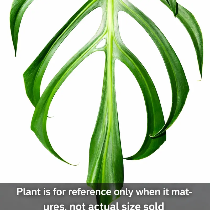 monstera flame - TikTok Shop