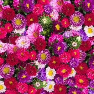 600pcs Mix Powder Puff China Aster Flower Seeds– Vibrant Multi-Color Blooms, Organic Annual Flower Seeds for Planting – Great for Cut Flower Garden, Pots & Borders