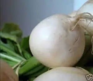 White Egg Turnip Seeds