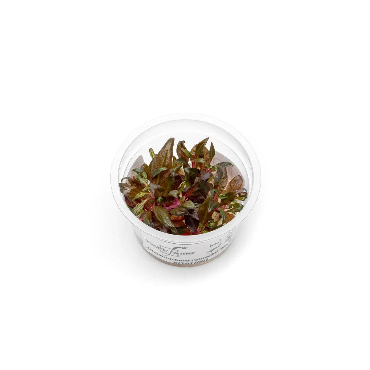 Alternanthera Reineckii 'Mini' Aquatic Farmer Tissue Culture Alternanthera Reineckii 'Mini' Aquatic Farmer Tissue Culture
