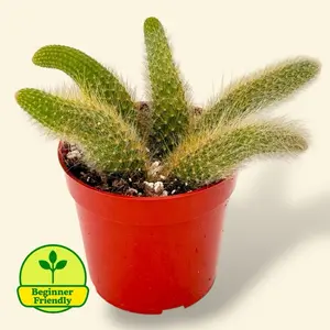 Soft Monkey Tail Cactus 4” - Soft Hairy Cactus Easy Care