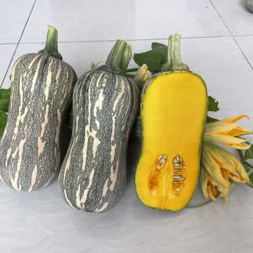 Striped Butternut Squash Seeds (Hạt Giống Bí Hạt Đậu F1) | F1 Hybrid | Non-GMO | Sweet Winter Squash