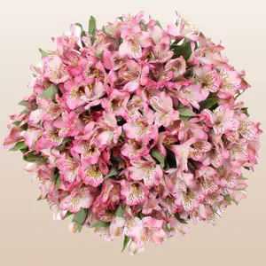 Alstroemeria Light Pink - 80 Stems Farm Fresh Peruvian Lilies 23 Inch Stems 3-5 Blooms Each Stem 10-15 Vase Life Ideal for EventsFresh