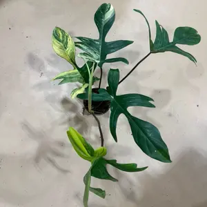 Florida Beauty Variegated Plant with Unique Marbled Leaves for Indoor Decor