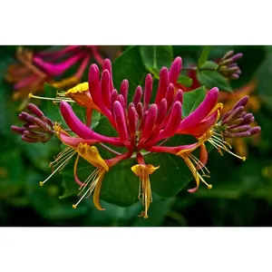 Red Honeysuckle Seeds For Planting - Flower Seeds To Plant Outside 100 Seeds