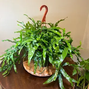 Kangaroo Fern, 6in Potted Indoor House Plant
