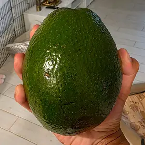 Choquette avocado tree 3 gal Choquette avocado tree 3 gal