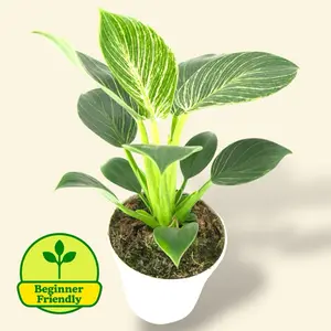 Philodendron Birkin 4” - Live Plant - Easy Care - Beginner Friendly Plant