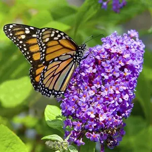 150Pcs Butterfly Bush Seeds Mixed Colors Perennial Non-GMO Drought Tolerant Attract Pollinators Beautiful for Home Garden Backyard Outdoor