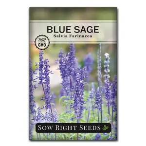 Blue Sage (Salvia farinacea) Flower Seeds plant seed