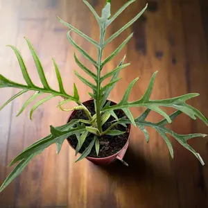 Philodendron 'Tortum'