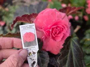 Beautiful FULL plants in 4in pot NOT seeds or just tuber. Tuberous x Begonia 'NONSTOP MOCHA PINK SHADES'