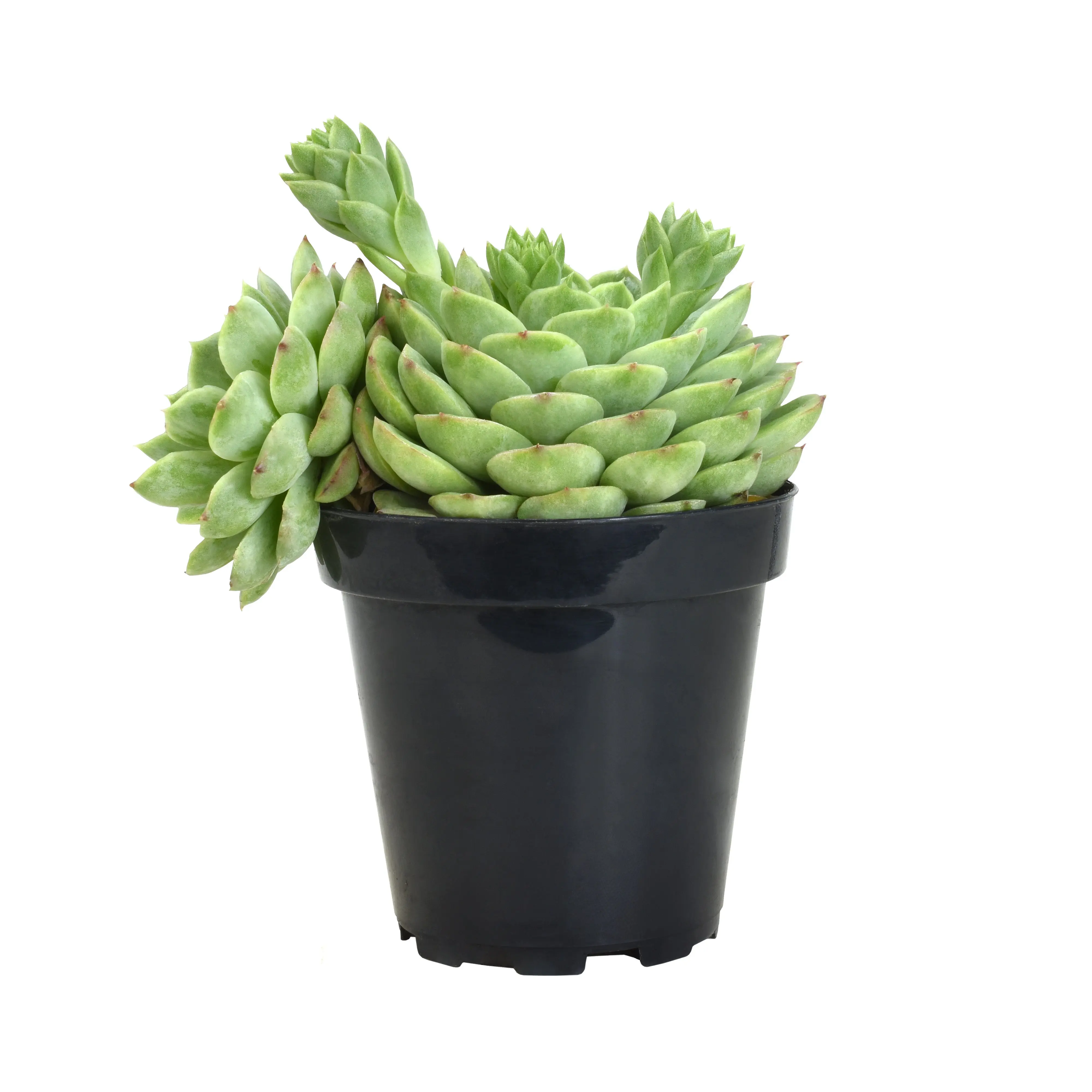 Hybrid Echeveria ‘Lime n’ Chile’: Hen n' Chicks Succulent - Pet-friendly Plant for Cats & Dogs - Drought Tolerant Plants - Easy Plant Care - Non-toxic Succulents – Flowering Plant