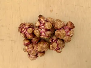 Jerusalem Artichoke Tubers