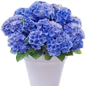 50+ Mixed Hydrangea Seeds for Potted Plants and Yard Planting - Add Elegance and Beauty to Your Garden