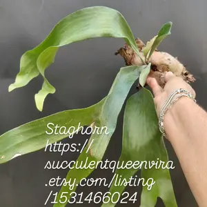 Staghorn Fern Platycerium bifurcatum hybrid Live Airplant - Established PLANT. Ready to mount.  exotic.