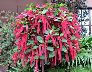 LIVE PLANT 3ft Acalypha hispida Giant Chenille Red-Hot Cat's Tail Philippine medusa