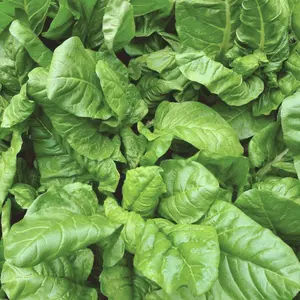 Heirloom Viroflay Spinach Seeds - Organic and Regenerative Gardening Seeds