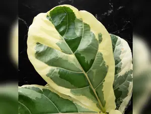 Ficus lyrata variegated fiddle leaf fig tree *Grower's Choice*