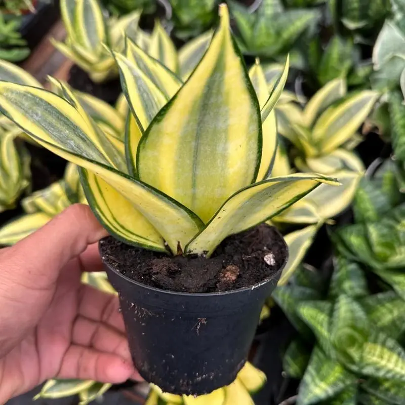 Golden Hahnii Snake Plant Potted Seedling, Novice-Friendly Low-Maintenance Viral Trending Houseplant for Home & Garden Decor